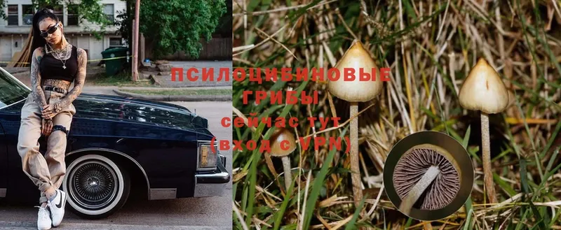 где купить   Тайга  Псилоцибиновые грибы Magic Shrooms 